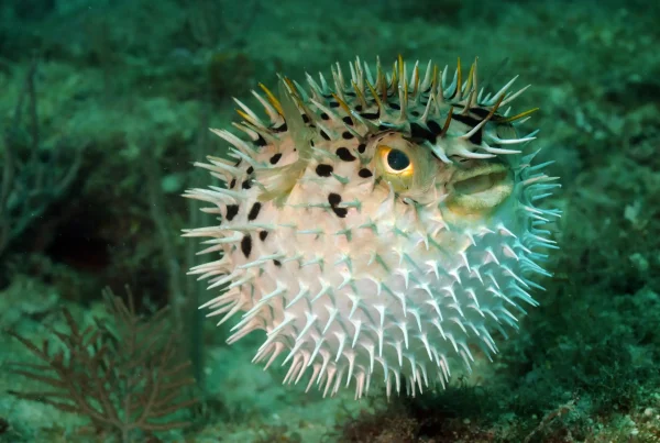 puffer fish conveying the message of agency bloat